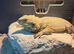 Young tame bearded dragon and set up.