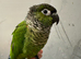 2 hand reared conures £300 each