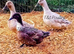 SWEDISH DUCK duckling FEMALES