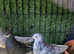 Rollers pigeons
