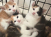 Gorgeous Kittens