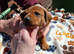 Miniature dachshund puppies