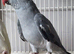 Beautiful DF Dark Grey Blue Ringneck Talking Parrot