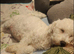 Bichon frise girl 20month