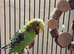 Budgie pair