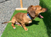 Dachshund x jack russel