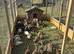 Khaki Campbell young duck groups