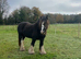 Stunning cob mare