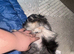 Rare! Blue Merle chi!