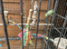 Parrotlet for sale