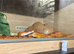 Freindy Corn snake