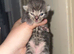 Stunning Rare Cream and Grey kittens