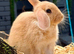 Bunnies for sale now! 2 Females left well bonded