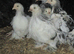Beautiful Columbian, Silver/Black Pekin Pullets( Guaranteed Female)