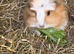 3 beautiful Sows/girls 1 boar available