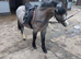 Atractive welsh gelding.
