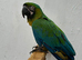 Rare stunning  Hybrid milligold macaw