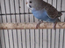 Baby budgies