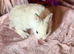 Pure breed Neverland Drwaf