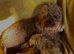 Korean Maltipoo's tiny 1 boy remaining