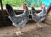 2 X cockerel for sale