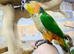 Baby Hand reared Black headed Caique,22