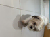 Female Shih Tzu