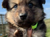 German Shepherd Puppies for sale