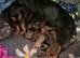 3 lovely dachunds available