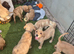Stunning litter of F1 Goldador puppies