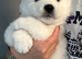 5 beautiful Samoyed Puppies