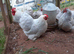 Gorgeous Pure breed Lavender Pekin Bantam Chicken Hatching Eggs