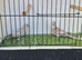 Baby diamond doves