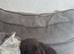 Pedigree Chocolate Labrador bitch 11weeks old