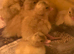 Call Ducklings available now