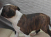Beautiful Boston Cross Puppies Looking for Their New Forever Home