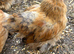 Young Pekin Bantam Cockerels