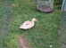 Call ducklings