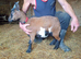 Female pygmy goats