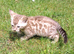 Male seal mink snow Bengal