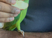 Indian Ringneck baby tamed