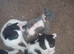 Two Kittens looking for homes