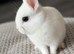 Beautiful Netherland dwarf bunnies