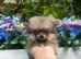 Ultra Tiny Teddybear Pomeranian Boy