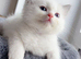 Beautiful pure ragdoll kittens