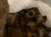 Beautiful Shi tzu puppies