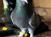 Kurdish Tumbler Pigeons For Sale