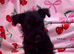 Scottish terrier x miniature schnauzer