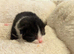 2 kittens .