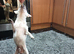 Tea cup Tiny chihuahua
